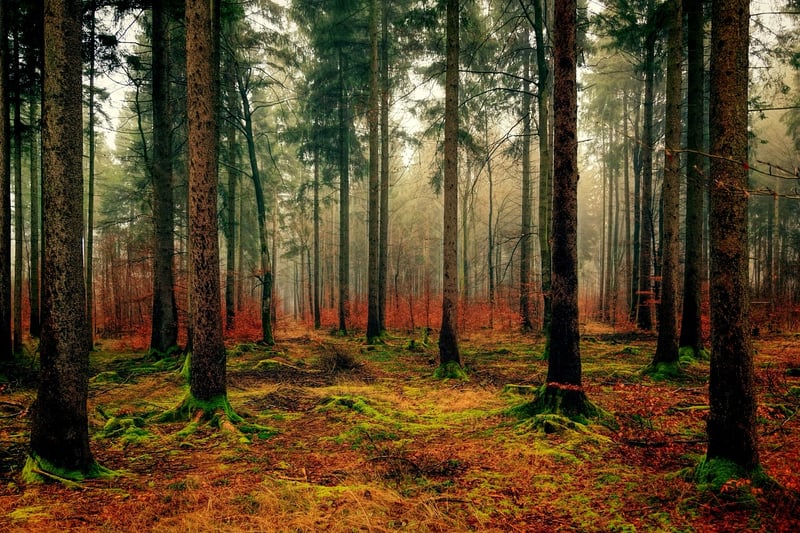 Mossy Pathways