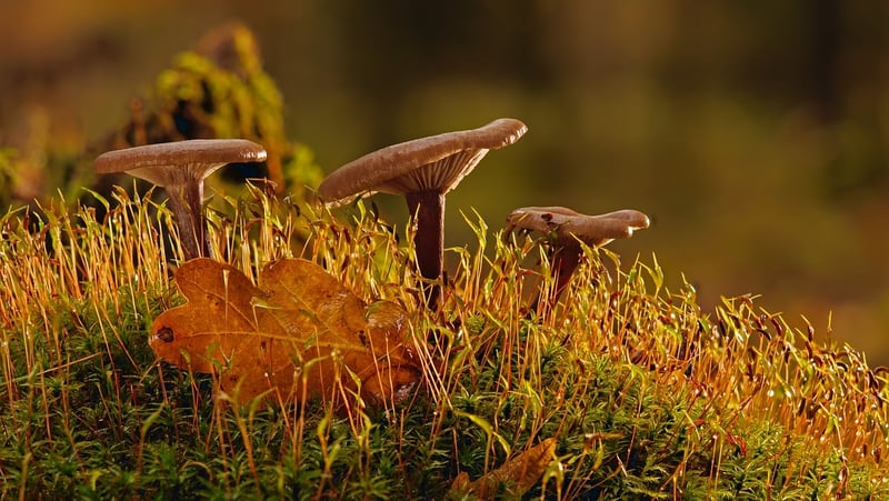 Mossy Pathway